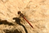 Sympetrum sinaiticum