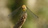 Sympetrum sp.