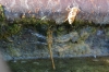 Sympetrum striolatum (Charpentier, 1840)