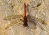 Sympetrum striolatum (Charpentier, 1840)