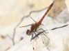 Sympetrum striolatum (Charpentier, 1840)