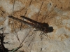 Sympetrum striolatum (Charpentier, 1840)