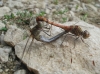 Sympetrum striolatum (Charpentier, 1840)