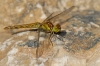 Sympetrum striolatum (Charpentier, 1840)