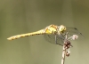Sympetrum striolatum