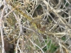 Sympetrum striolatum