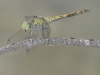 Sympetrum striolatum