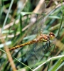 Sympetrum striolatum