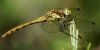 Sympetrum striolatum