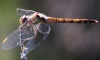 Sympetrum striolatum