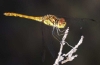Sympetrum striolatum