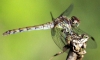 Sympetrum striolatum