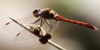 Sympetrum striolatum