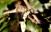 Sympetrum striolatum