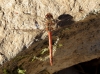 Sympetrum striolatum