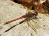 Sympetrum striolatum