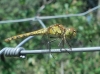 Sympetrum striolatum