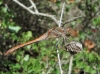 Sympetrum striolatum