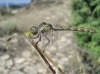 Sympetrum striolatum