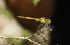 Sympetrum striolatum (Charpentier, 1840)