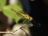 Sympetrum striolatum (Charpentier, 1840)