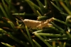 A identificar A identificar