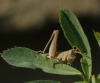 A identificar A identificar