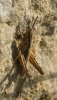 A identificar A identificar