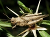 Acrotylus insubricus (Scopoli, 1786)