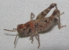 Acrotylus sp. Acrotylus sp.