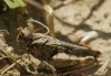 Acrotylus fischeri Azam, 1901