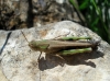 Aiolopus sp.
