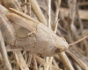 Aiolopus sp.