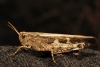 Aiolopus strepens (Latreille, 1804)