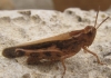 Aiolopus strepens (Latreille, 1804)