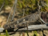 Aiolopus strepens (Latreille, 1804)
