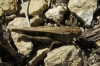 Aiolopus strepens (Latreille, 1804)