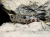 Aiolopus strepens (Latreille, 1804)