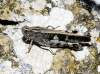 Aiolopus strepens (Latreille, 1804)