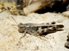 Aiolopus strepens (Latreille, 1804)
