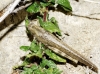 Anacridium aegyptium (Linnaeus, 1764)