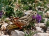 Arcyptera (Pararcyptera) microptera (Fischer von Waldheim, 1833)