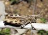 Arcyptera (Pararcyptera) microptera (Fischer von Waldheim, 1833)
