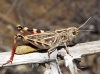 Arcyptera (Pararcyptera) microptera (Fischer von Waldheim, 1833)