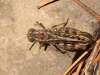 Calliptamus barbarus (Costa, 1836)