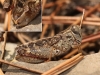 Calliptamus barbarus (Costa, 1836)