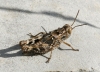 Calliptamus barbarus (Costa, 1836)