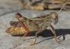 Calliptamus barbarus (Costa, 1836)