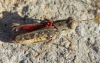 Calliptamus barbarus (Costa, 1836)