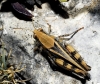 Calliptamus barbarus (Costa, 1836)